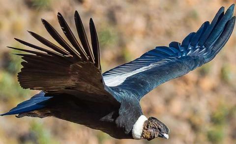 Full day tour to Condor Viewpoint at Chonta Peru